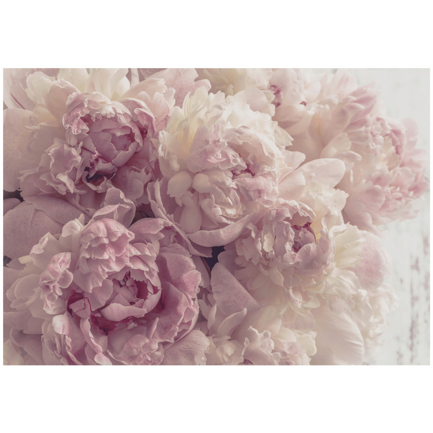 Fototapete Blumen Rosa Pfingstrosen für Schlafzimmer Wohnzimmer Tapete 150X105