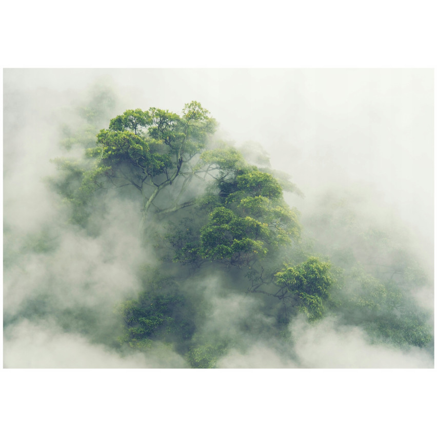 Fototapete Regenwald Bäume im Nebel für Wohnzimmer Schlafzimmer Fototapete 250X175