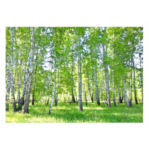 Birke Wald Bäume Fototapete Wohnzimmer Schlafzimmer Tapete 350X250