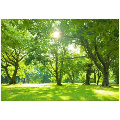 Wallpaper Wald Sonne Bäume Natur Wiese für Wohnzimmer Schlafzimmer Wallpaper 400X280