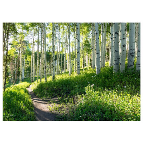 Fototapete Birke Baum Wald Sonnenzimmer Tapete 350X250