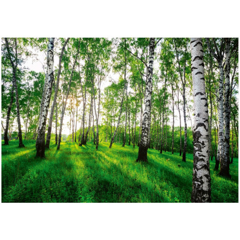 Birke Wald Bäume 3D Fototapete für Schlafzimmer Wohnzimmer Tapete 200X140